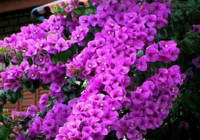 Коллекция бугенвиллий : БУГЕНВИЛЛИЯ Bougainvillea Violet (фиолетовая)