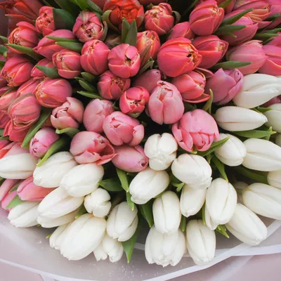 Букет из 49 шт тюльпанов – заказать в Красноярске в компании «Ромашково»