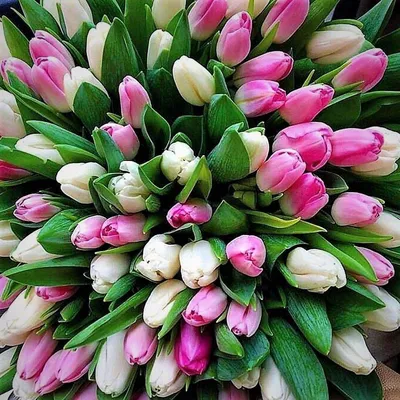 Букет тюльпанов Вайлет 🌺 купить в Киеве с доставкой - цена от Камелия