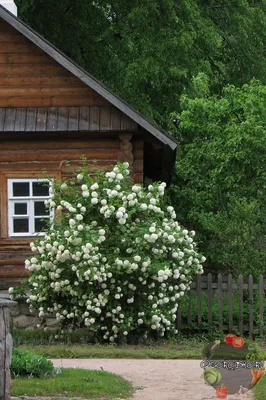 Бульденеж калина фото | Планировка сада, Композиции цветников, Уход за садом