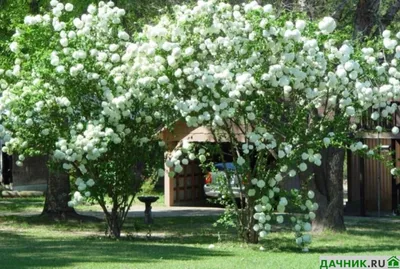 🌳🍃 Калина Бульденеж - секрет красивой обрезки вашего сада!