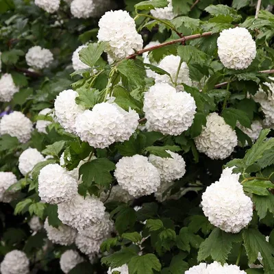 Калину Boule de Neige Roseum (Бульденеж Розеум) можно купить недорого с  доставкой в питомнике Любвитский