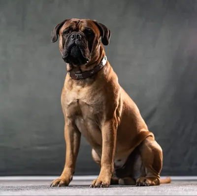 Bullmastiff hi-res stock photography and images - Alamy