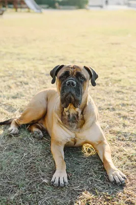 Bullmastiff dog on Isolated Black Background in studio Stock-Foto | Adobe  Stock