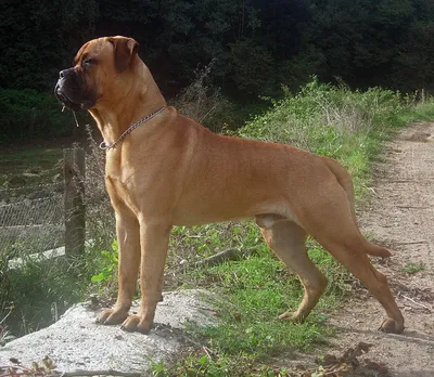 File:Brutus bullmastiff.jpg - Wikipedia