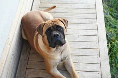 Ozzie - Bullmastiff - Urban Paws UK