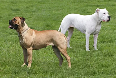 BullMastiff against grass stock photo. Image of canine - 14617076