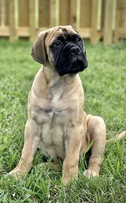 Bullmastiff Dog Purebred Red Large Pet Portrait Friendly Animals Stock  Photo - Image of junior, bullmastiff: 184924896