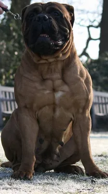 File:Bullmastiff edited.JPG - Wikipedia