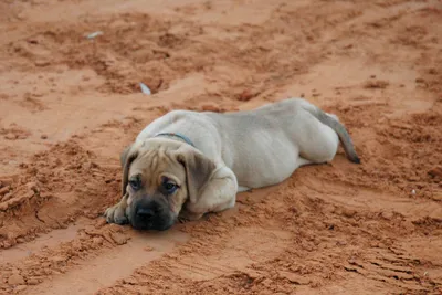 Bullmastiff Looks In Camera Stock Photo - Download Image Now - Bull  Mastiff, Bulldog, Anatomy - iStock