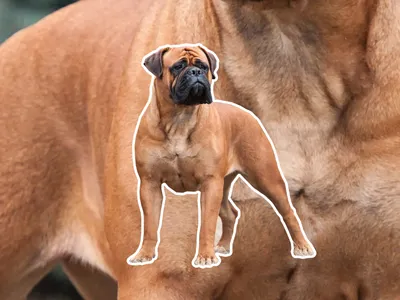 Colorful Bullmastiff Dog, Bullmastiff Portrait, Dog Sticker Clip art, Dog  Lover design, AI generated. 24240910 PNG