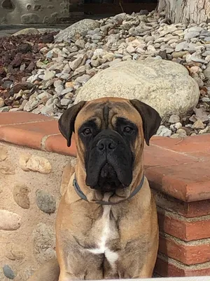 Our 10 week old Bullmastiff, Castle : r/puppies