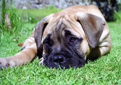 Bullmastiff | Tierschilder | Rhöner BARF-Shop