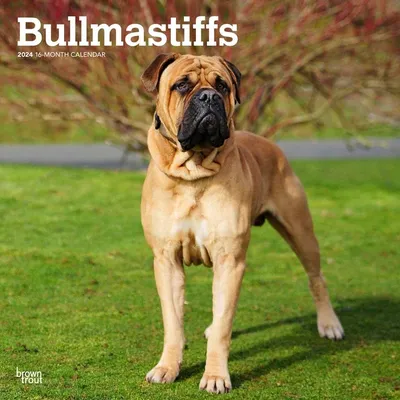 Bullmastiff | Giant dogs, Dog breeds, Bull mastiff