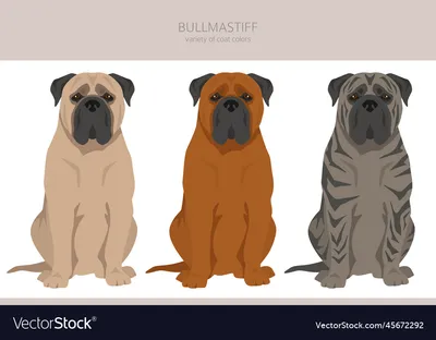 Ozzie - Bullmastiff - Urban Paws UK