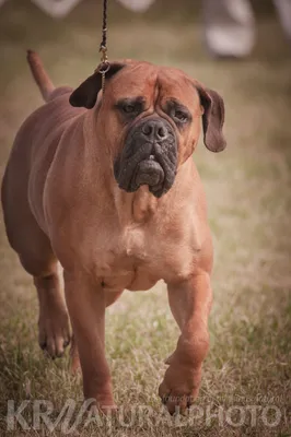 File:Bullmastiff puppy.jpg - Wikimedia Commons