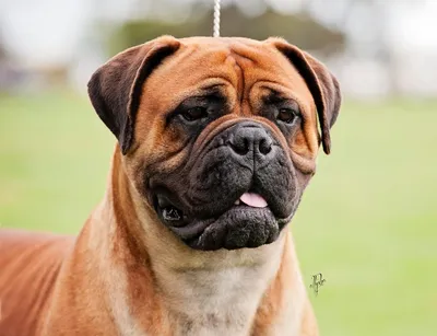 Bullmastiff dog breed profile