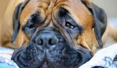 Dog: Bullmastiff photo WP18059