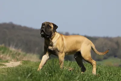 Bullmastiff puppy | This is our late lamented bullmastiff (T… | Flickr