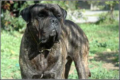 Browntrout Bullmastiff Calendar 2024 - Shopcalendars.com