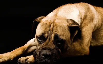 Premium Photo | Young bullmastiff dog