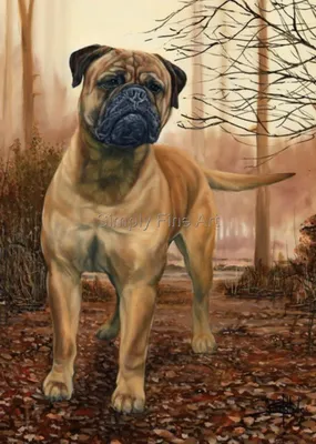 Head Up, Eyes Forward | Bullmastiff | New York - krnaturalphoto's Blog