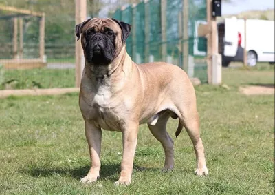 File:Bullmastiff Junghund 1 Jahr.jpg - Wikimedia Commons