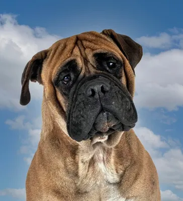 Bullmastiff, the natural guard dog may not be as active as some other