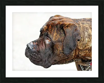 Dog: Bullmastiff photo WP11029