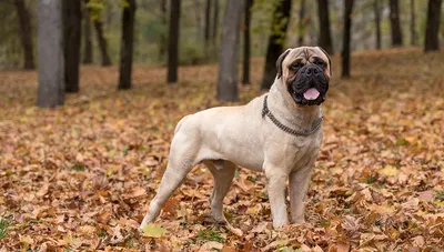 File:Bullmastiff in Riga 4.JPG - Wikimedia Commons