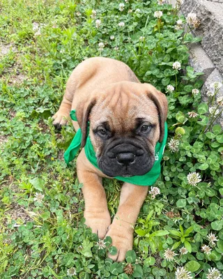 chien mastiff-bullmastiff de trois quart dans l'herbe Stock-Foto | Adobe  Stock