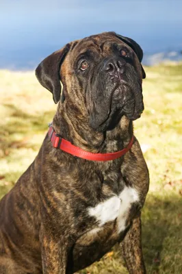 Premium Photo | Bullmastiff on white wall