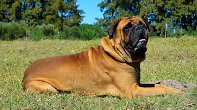 Dom-Criss The Bullmastiff | Lugoj | Facebook