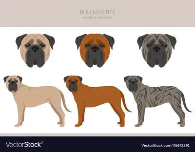 Bullmastiff Hund Gesicht Stockfoto und mehr Bilder von Bullmastiff -  Bullmastiff, Fotografie, Haustier - iStock