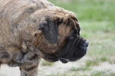 15 Photos Of Bullmastiff Puppies That Make Everyone Fall In Love | Bull  mastiff dogs, Mastiff puppies, Bull mastiff puppies