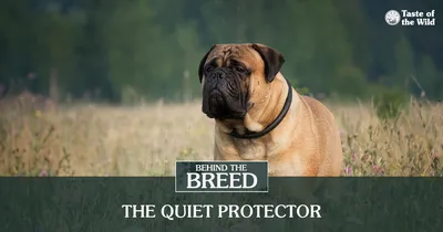 bullmastiff (@bullmastiff.dog.ins) • Instagram photos and videos