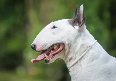 Бультерьер миниатюрный (Miniature Bull Terrier) - это игривый, смелый и  энергичный пес. Описание, фото, отзывы.