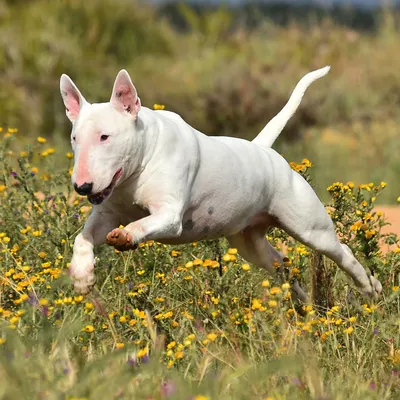 Стаффордширский бультерьер (Staffordshire Bull Terrier) (Породы собак)  стаффбуль, щенки стаффбуля, стаффбуль инфо, стаффбуль фото, стаффбули фото,  английский бультерьер, английский стаффордширский бультерьер, АСБ  Энциклопедия о животных EGIDA.BY