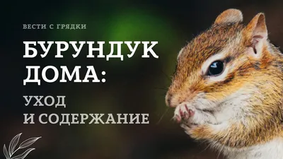 Задумчивый бурундук (chipmunk) Stock Photo | Adobe Stock