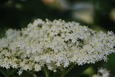 Sambucus nigra 'Aurea', Бузина канадская 'Ауреа'|landshaft.info