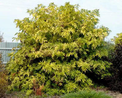 Бузина дикая, или травянистая (лат. Sambucus ebulus)