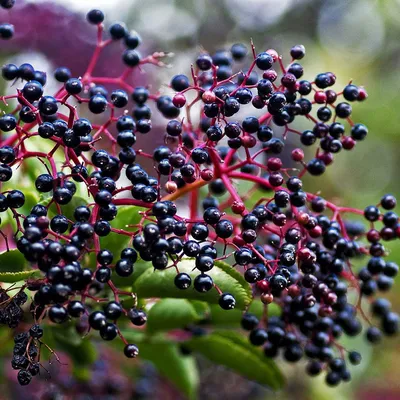 Бузина черная Аурея (Sumbucus nigra Aurea)