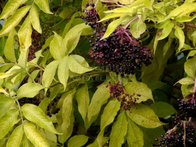 Бузина черная Блэк Бьюти (Sambucus nigra Black Beauty) С2 — Питомник Летний  сад