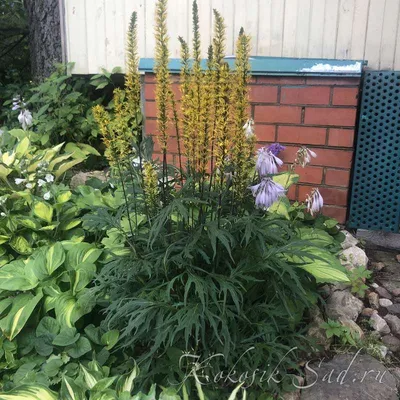 Бузульник Пржевальского (Ligularia Przewalskii)