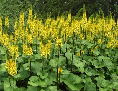 Купить Бузульник пржевальского Ligularia przewalskii - в питомнике Флорини