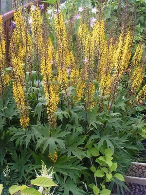 Бузульники — Ligularia — Vera's Garden