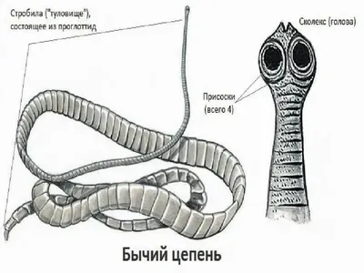 Бычий Цепень (Третье издание)» за 500 ₽ – купить за 500 ₽ в  интернет-магазине «Книжки с Картинками»