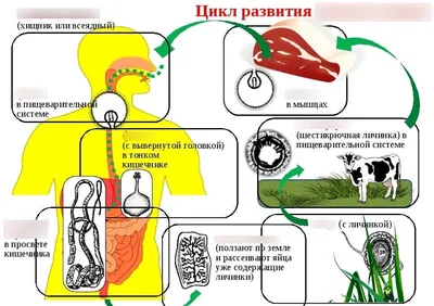 Мясо, зараженное бычьим цепнем, продают на рынках Иркутска - KP.RU