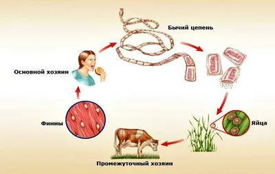 Класс ленточные черви, подготовка к ЕГЭ по биологии