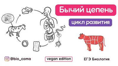 Соцсети: покупатель обнаружил в мясе бычий цепень | СТОЛИЦА на Онего